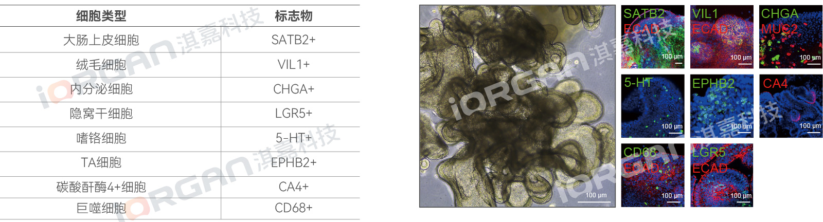 iColon(图1)