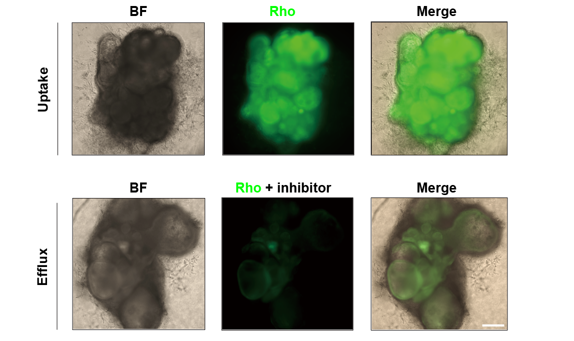 即用型 iPSC 小肠类器官，3d0130(图2)