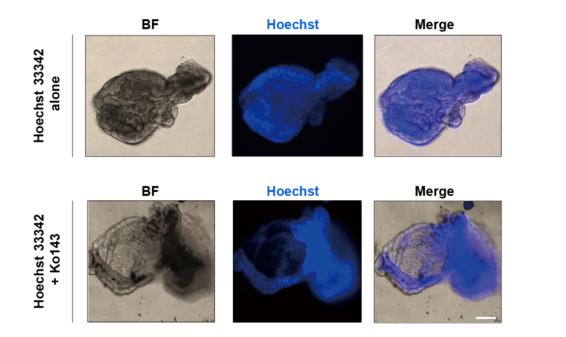 即用型 iPSC 小肠类器官，3d0130(图3)