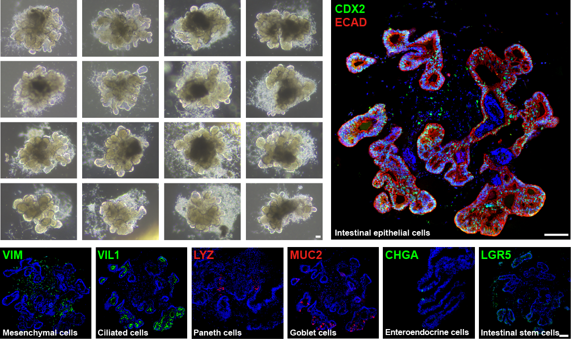 即用型 iPSC 小肠类器官，3d0130(图1)