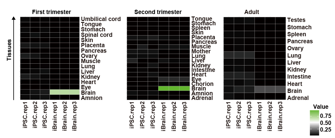 即用型iPSC源前脑类器官 (m-model),3d0180.m(图6) 即用型iPSC源前脑类器官 (m-model),3d0180.m(图6)