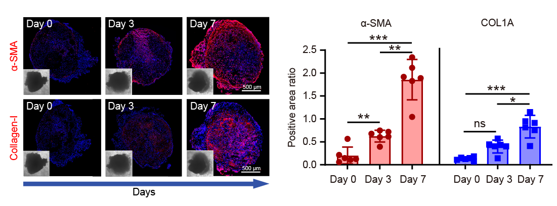 即用型iPSC源肺类器官 (d-model) ，3d0110.2(图3)